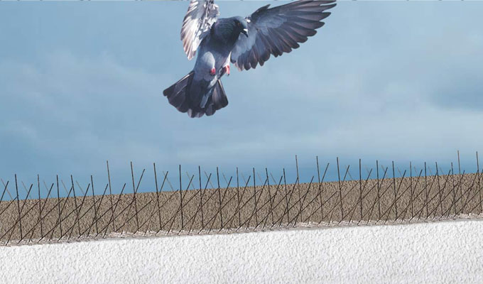 Bird Spikes in Kondapur